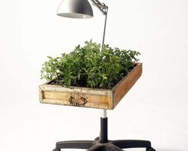 Wo Pflanzen überall wachsen können