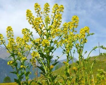 Ich traf den Bergfrühling
