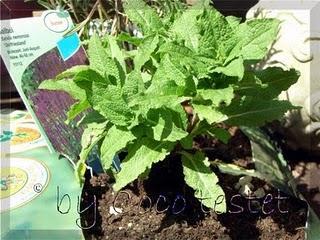 Floragard Bio Grow Bag Salat & Kräuter Teil 2
