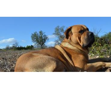 Mehr Platz für „tobende Hunde“