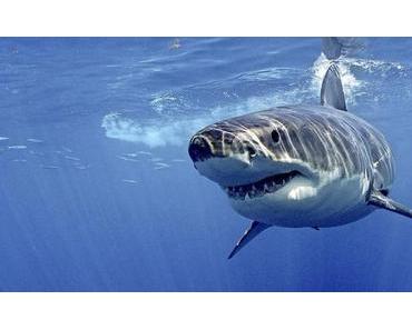 Laut Forscher hunderte Weiße Haie im Mittelmeer