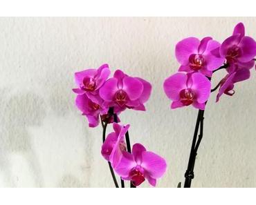 Foto: Schmetterlingsorchidee in Pink
