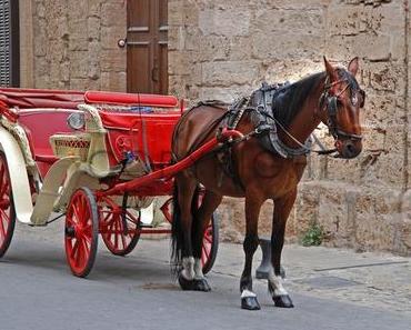 Kutsch-Pferde leider unter den hohen Temperaturen