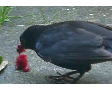 Foto: Amsel Schlaumi beim Frühstück