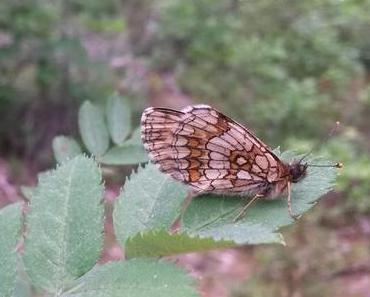 Schmetterling