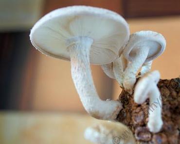 Wir haben unsere ersten Shiitake Pilze geerntet #HawlikPilzbrut #Food #Selberzüchten