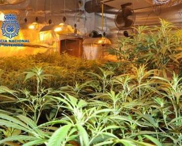 Guardia Civil hebt Marihuana-Plantage aus