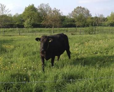 Was ist Weidefleisch?