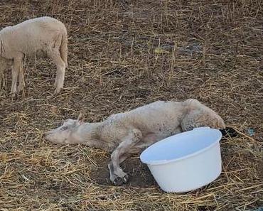 Anwohner kümmern sich um verwahrloste Schafe