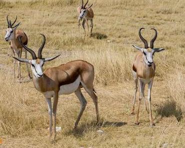 Etosha Nationalpark – Wissenswertes und Tipps