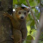 Eindrucksvolle Madagaskar-Reise