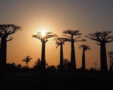 Infoabend: Madagaskar im Madagaskarhaus