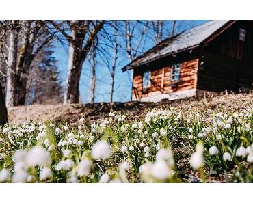 Frühlingsgruß aus Mariazell mit der Frühlingsknotenblume