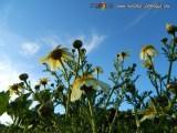wallpaper-1689754