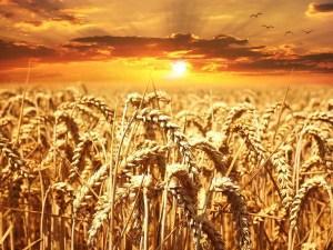 Weizenunverträglichkeit – worauf sie achten sollten