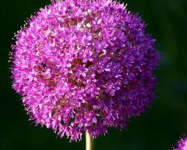 Foto: Blütenkugel einer Allium Giganteum