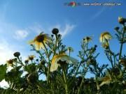 wallpaper-1689754