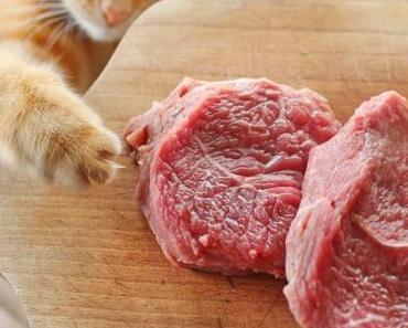 Dürfen Katzen Schweinefleisch essen? – Hier alle Infos: