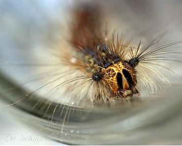 Macromanie...die Sucht ist wieder entfacht ;)