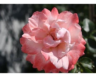 Nur mit dem Herzen sieht man gut!