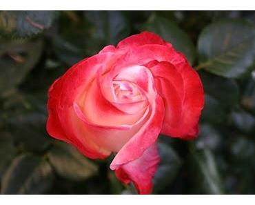 Wie Kinder lernen können, NEIN zu sagen