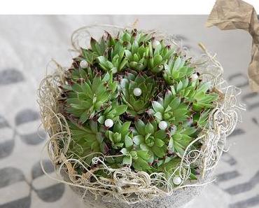 Plants Pictures - Pflanzen Bilder