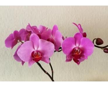 Foto: Die Schmetterlingsorchidee Phalaenopsis