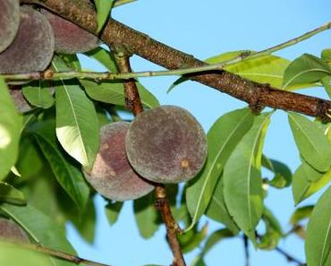 Foto: Pfirsiche am Baum