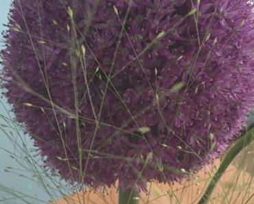 Friday-Flowerday – oder – Eine Allium und ihr „Fussvolk“
