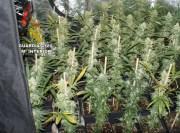 Guardia Civil entdeckt Marihuana-Plantage zwischen Inca und Llubí