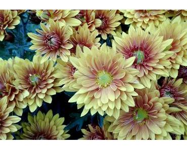 Foto: Chrysanthemen oder Astern?