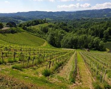 Weinjahrgang 2019 in Österreich