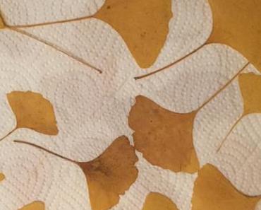 Ginkgo, schön in Form und Farbe – oder – DIY: Bild aus bemalten Ginkgo-Blättern
