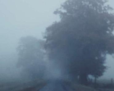 Adventskalender 2019 – Tag 16: der digitale Flaneur – P.W.A. #16 – A Wolf Named Mildew…