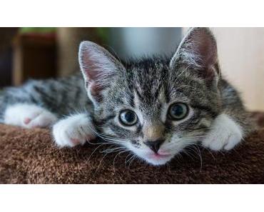 Katernamen – Die Liste mit den coolsten Namen für männliche Katzen (300+)