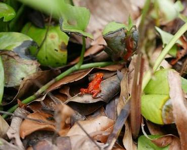Bocas del Toro Urlaub in Panama