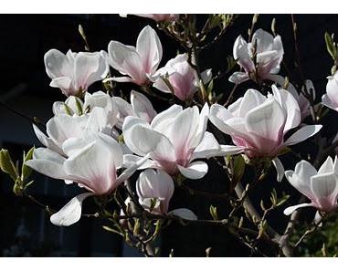 Warum? - Die Frage aller Fragen