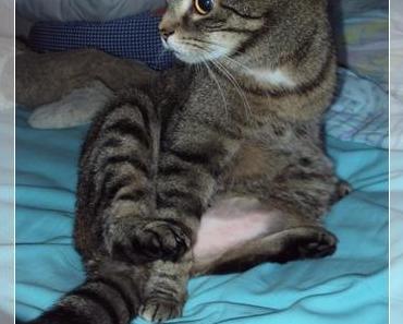 Flöhchen trägt „bauchfei“ ;-)