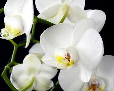 Orchidee Steckbrief