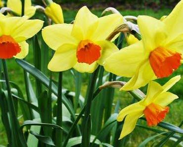 „Du musst nehmen Messer und stoßen in Bauch!“