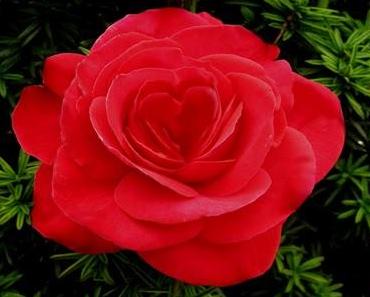 Mach Licht in Deinem Herzen an!