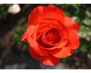 Es gibt keinen Weg zurück!