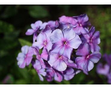 Wie  bewertest  Du  Dich selbst?