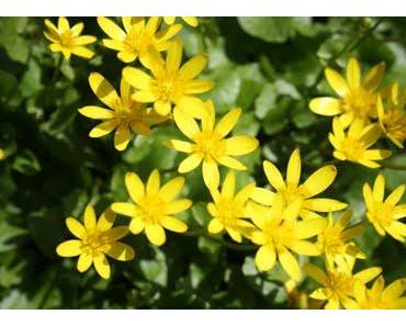 Jeder Einzelne kann etwas dazu beitragen, Licht in diese Welt hineinzutragen