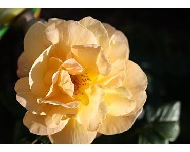 Wenn nicht jetzt - wann dann????