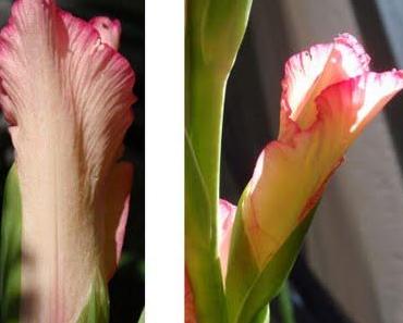 Impressionen, Blumenzauber