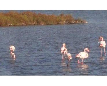Reisebericht: Flamingos sind bunt...
