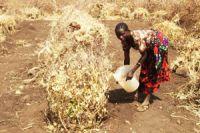 Weltbank Studie: Millionen Hektar fruchtbarer Boden in Afrika an ausländische Investoren verkauft