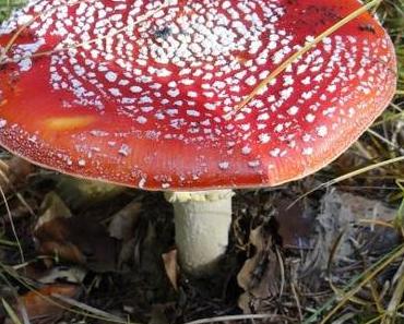 Fliegenpilz