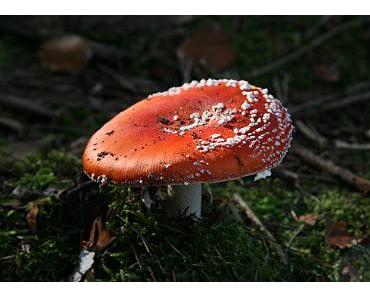 Herbstzeit